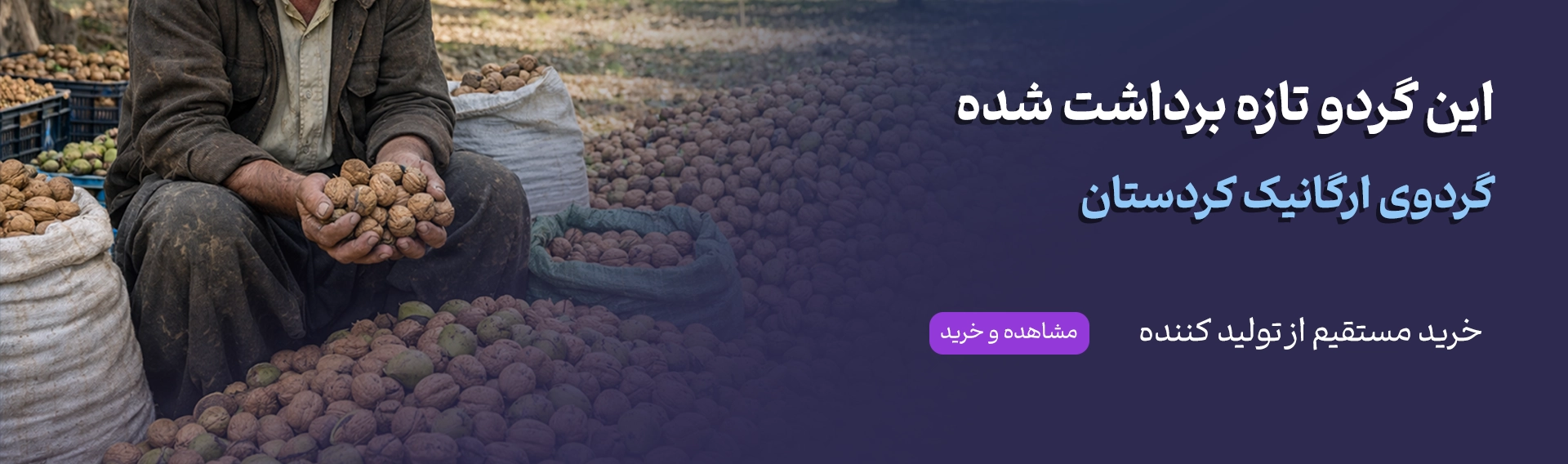 خرید گردوی تازه کردستان