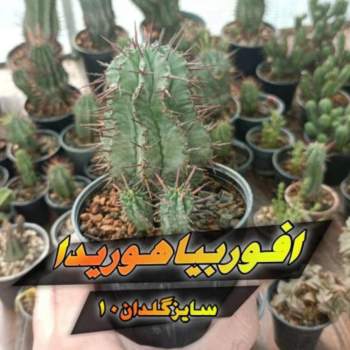 کاکتوس افوربیا هور یدا