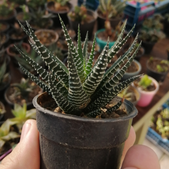 هاورتیا زبرا(گورخری)