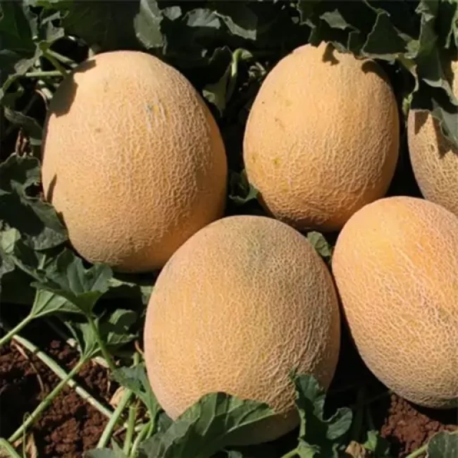 بذر خربزه آناناسی 20 عددی 