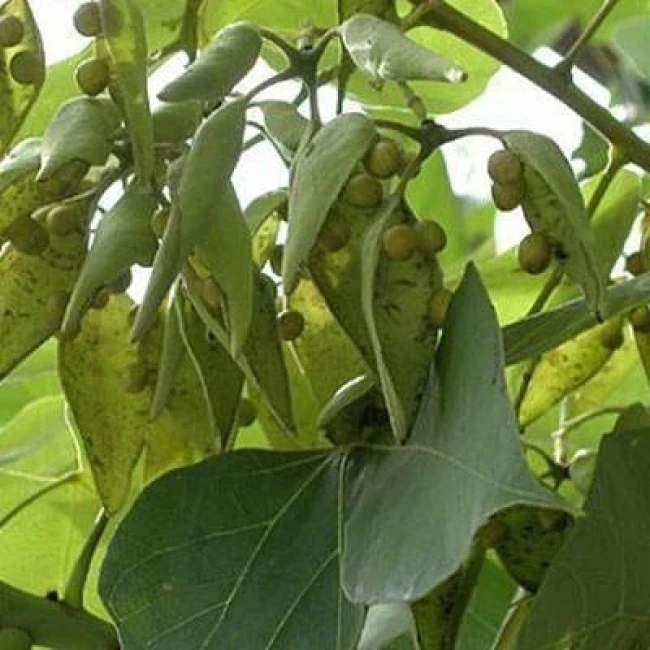 بذر سیدالاشجار 5 عددی