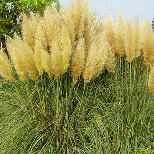 بذر پامپاس گراس 50 عددی 