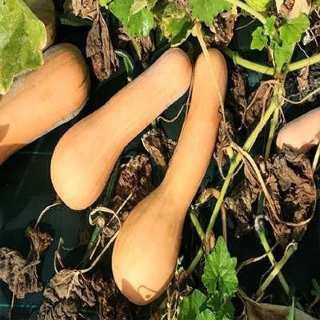بذر کدو تنبل قلمی 5 عددی