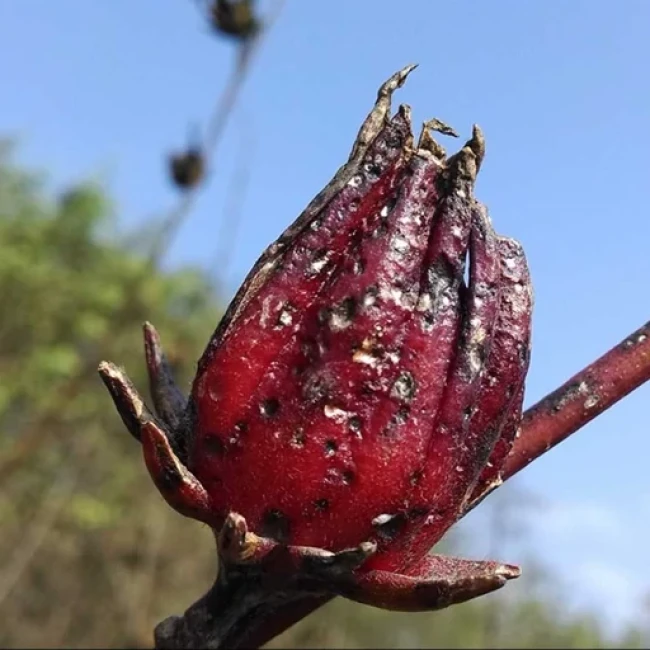 بذر چای ترش 1 گرم 