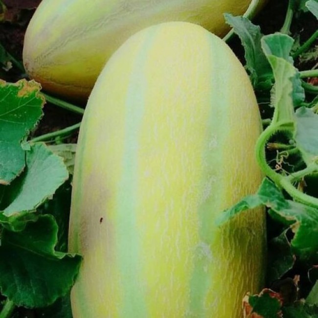 بذر خربزه خاتونی 1 گرم 