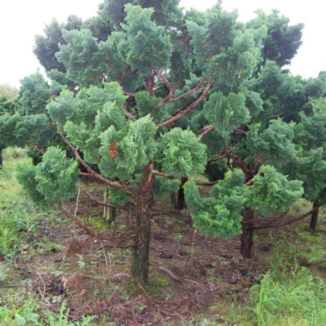بذر سرو پا کوتاه 2 عددی