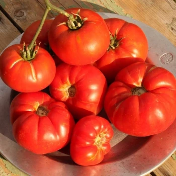 بذر گوجه فرنگی مارماندی 10 عددی 