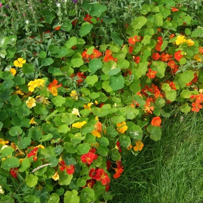 بذر گل لادن خوراکی 10 عددی