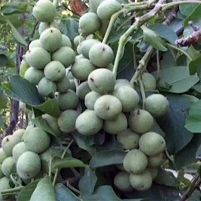 بذر گردو خوشه ای 3 عددی
