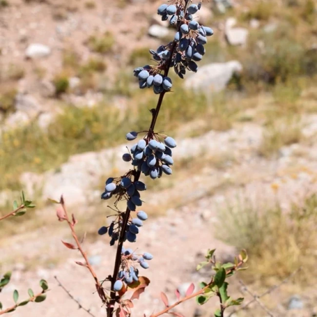 بذر زرشک وحشی 1 گرم 