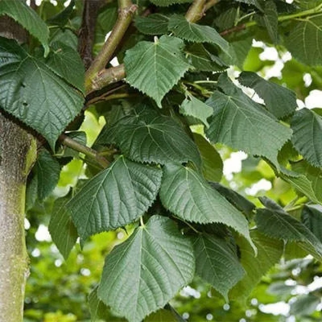 بذر نمدار 5 عددی