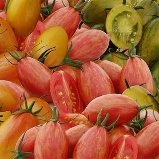 بذر گوجه زیتونی ببری میکس 25 عددی
