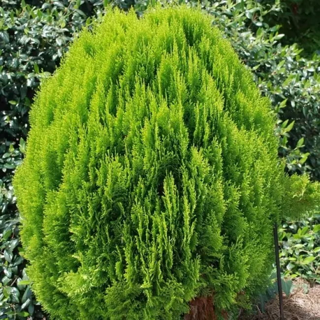 بذر درخت سرو خمره ای  1 گرم 