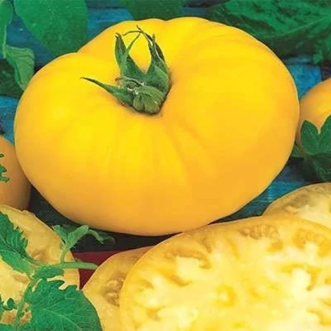 بذر گوجه فرنگی غول پیکر زرد بلژیکی 25 عددی