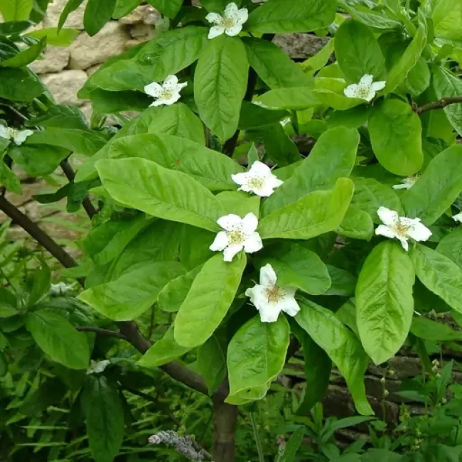 بذر ازگیل 10 عددی 
