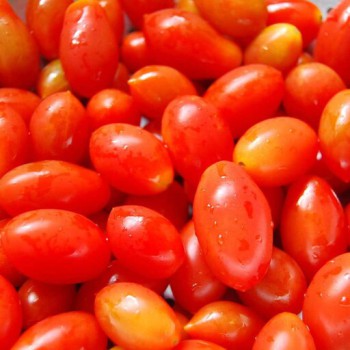بذر گوجه چری زیتونی قرمز 20 عددی