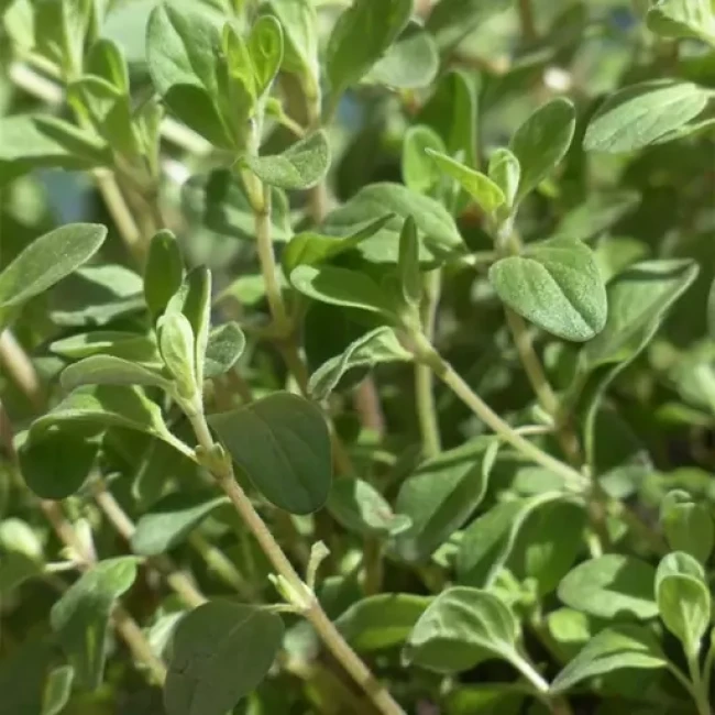 بذر مرزنجوش 0.5 گرم 