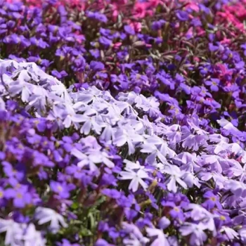 بذر گل قالی 20 عددی 