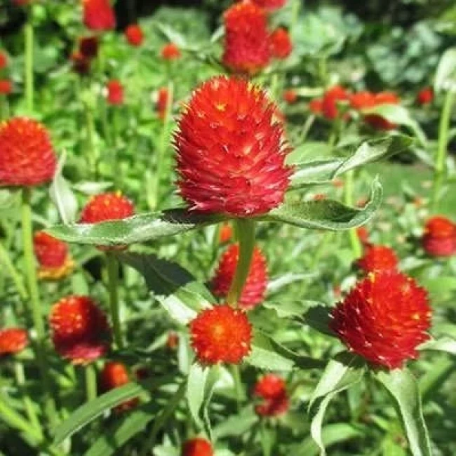 بذر گل تکمه ای پا کوتاه قرمز 1 گرمی
