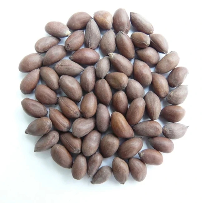 بذر پنبه 2 گرم 