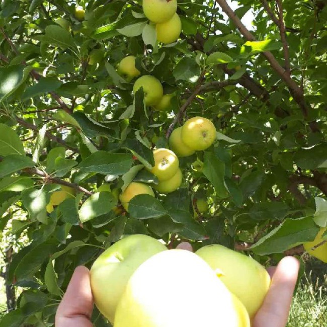 سرکه سیب ارگانیک خانگی