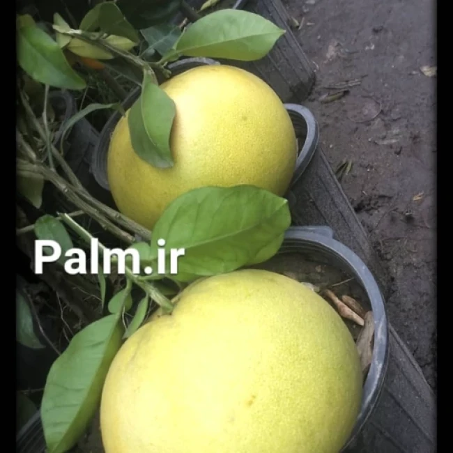 بذر پاملو 2 عددی