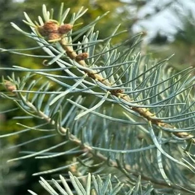 بذر کاج نراد کانکلور 2 گرمی