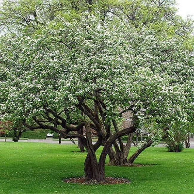 بذر به دانه 10 عددی