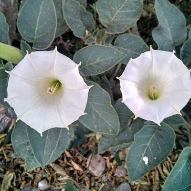 بذر داتوره تماشایی 20 عددی