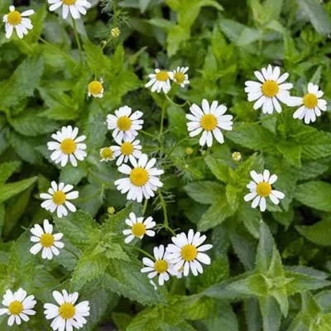 بذر بابونه شیرازی 1 گرمی