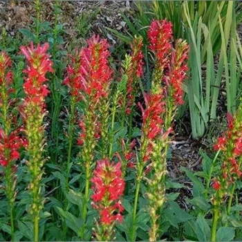 بذر مینا چمنی پاکوتاه قرمز 1 گرمی