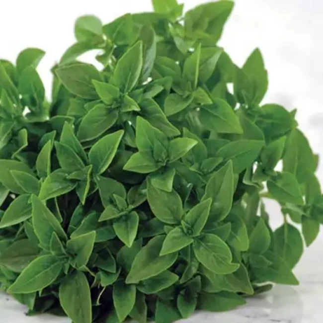 بذر ریحان بوته ای کوتوله یونانی50 عددی