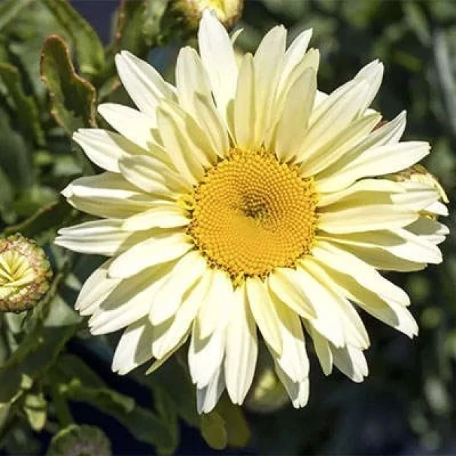 بذر گل مینا 10 عددی