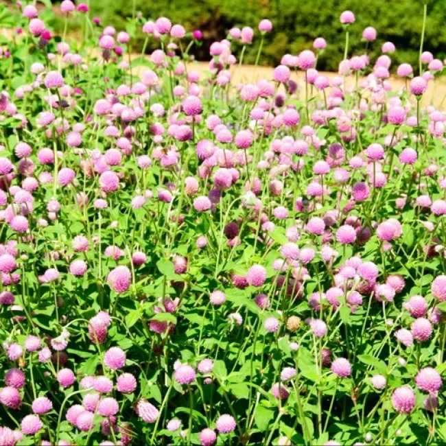 بذر گل تکمه ای پا بلند صورتی 10 عددی 