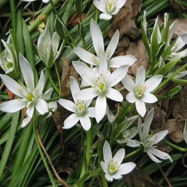 بذر گل ستاره ای پابلند پرگل سفید 1 گرمی