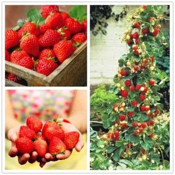 بذر توت فرنگی صخره ای 10 عددی 