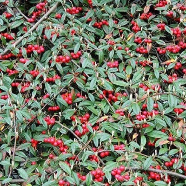 بذر شیرخشت لرستانی 10 عددی