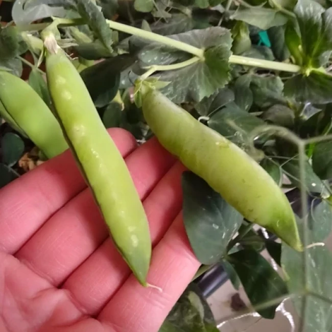 بذر نخود فرنگی هلندی 10 گرم 