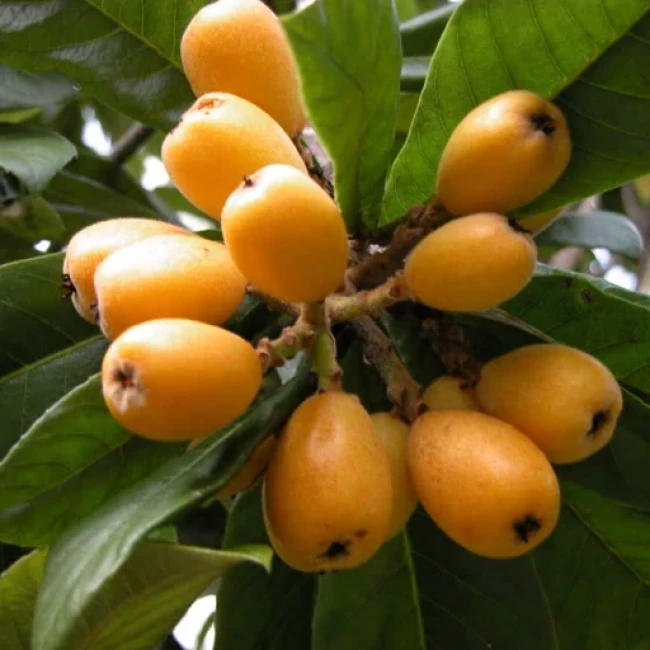 بذر درخت ازگیل ژاپنی  5 عددی 