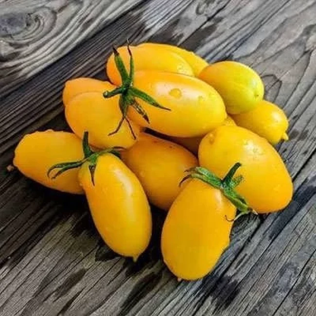 بذر گوجه زیتونی زرد درختی 15 عددی