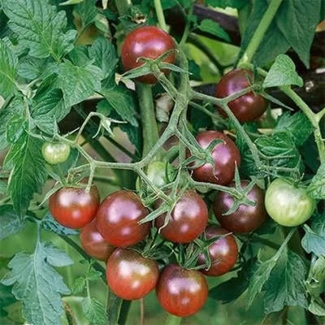 بذر گوجه زیتونی خرمایی درختی 15 عددی