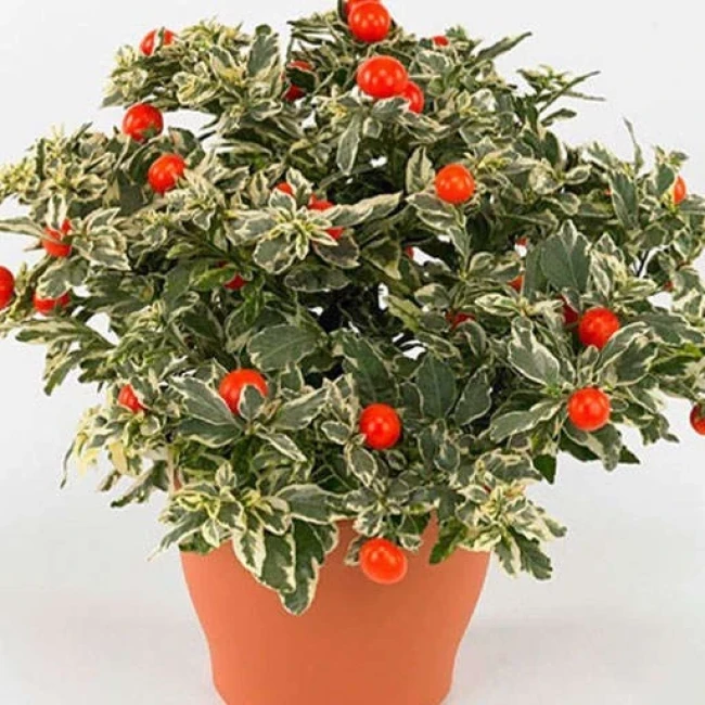 بذر گوجه زینتی 10 عددی