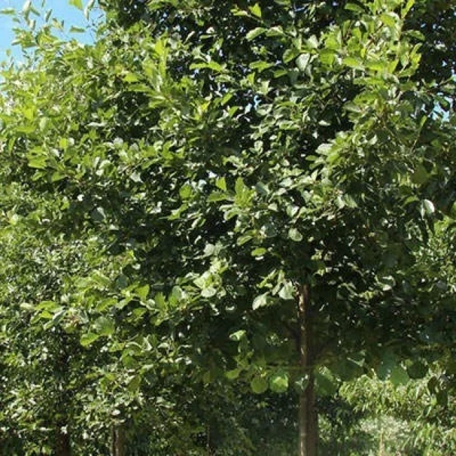 بذر توسکای قشلاقی 10 عددی