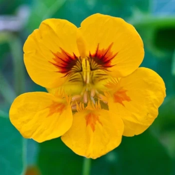 بذر گل لادن بالا رونده 10 عددی 