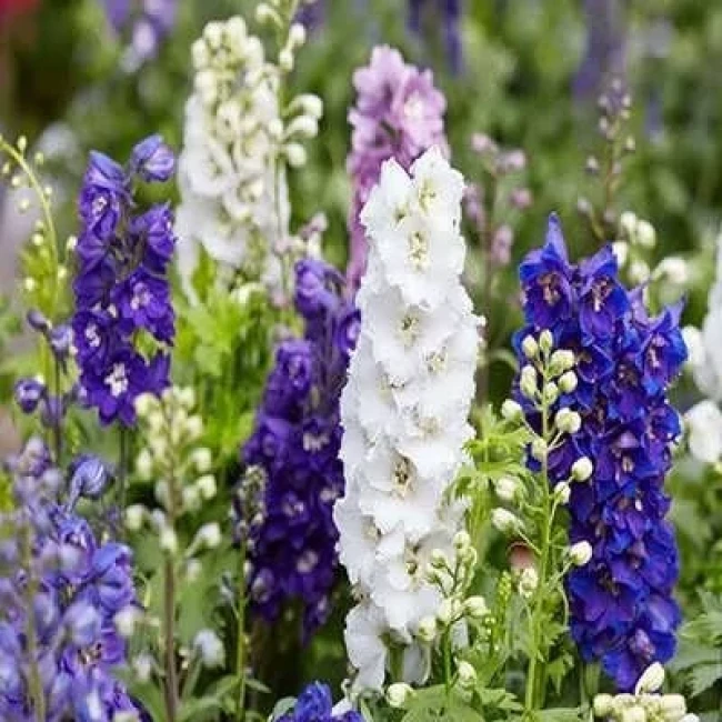 بذر گل زبان در قفا (دلفینیوم) پامتوسط پرپر الوان 1 گرمی
