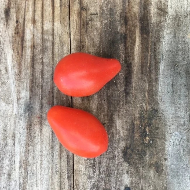 بذر گوجه گیلاسی قرمز فیاسچتو 20 عددی 