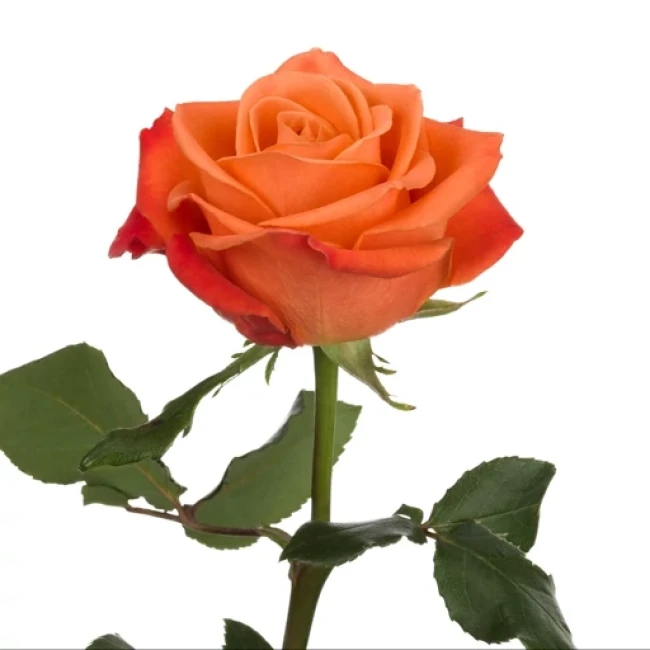 بذر رز نارنجی 5 عددی 