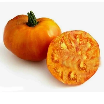 بذر گوجه فرنگی رنگین کمان 20 عددی