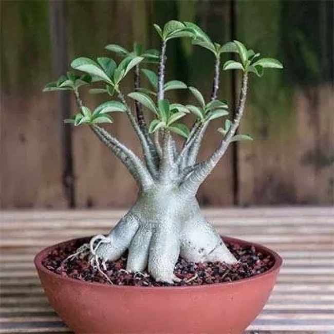 بذر آدنیوم عربیکوم  2  عددی