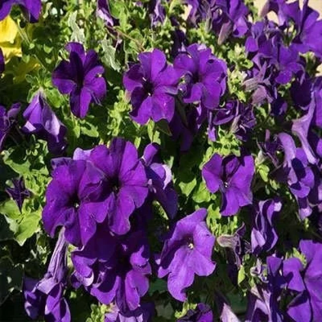 بذر اطلسی ایرانی گل درشت پرگل بنفش 1 گرمی